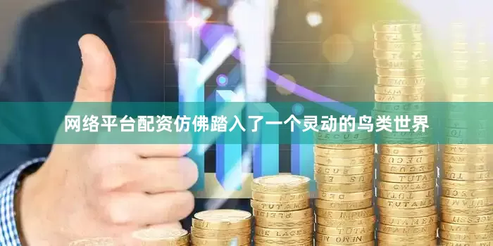 网络平台配资仿佛踏入了一个灵动的鸟类世界